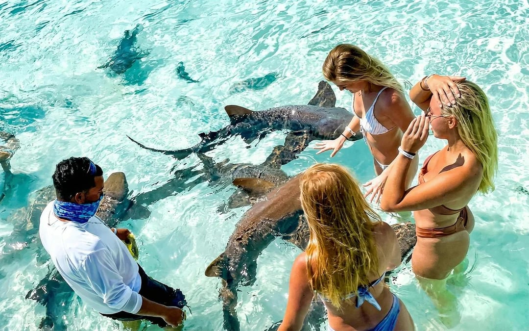 Exumas: Swim with Pigs Full-Day Trip with Bahamian Lunch via Boat or Flight Image 4