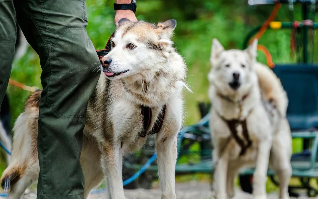 Fairbanks Guided Day Tour with Sternwheeler Cruise, Gold Panning & Sled Dog Kennel Image 4