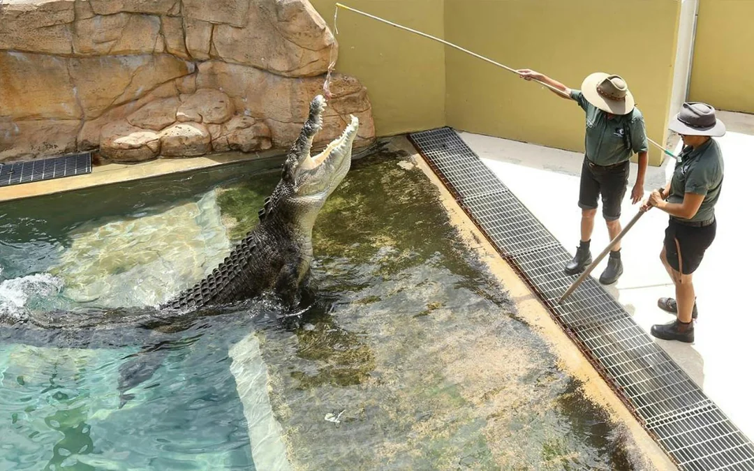 Family Saver Pack: Crocosaurus Cove Tickets Image 5