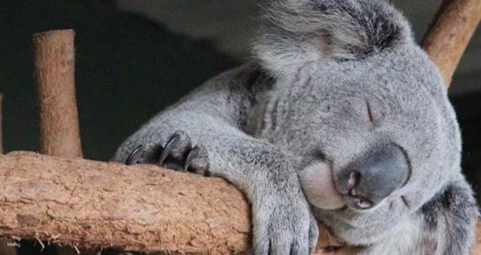 Featherdale Sydney Wildlife Park Ticket | Sydney