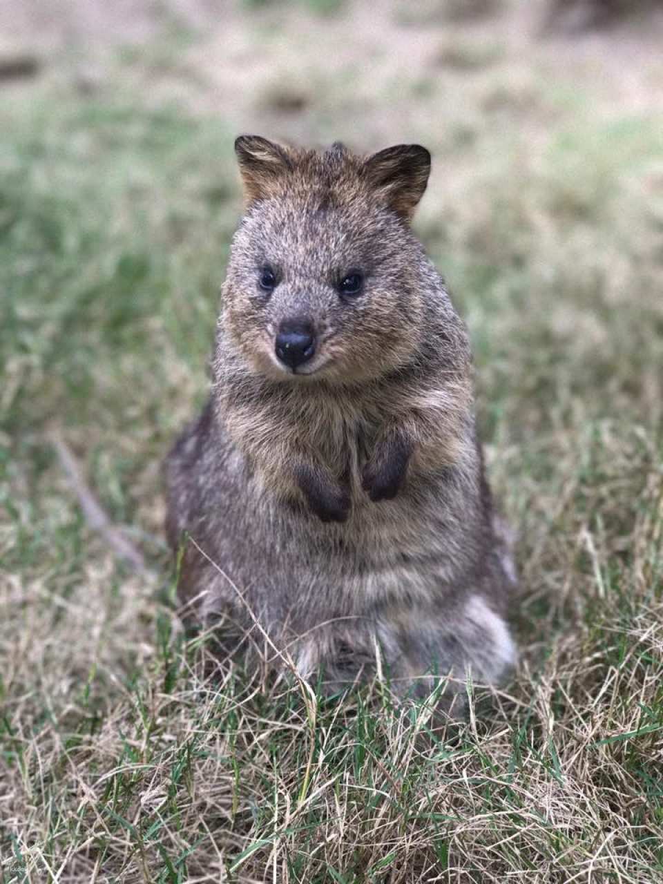 Featherdale Sydney Wildlife Park Ticket | Sydney