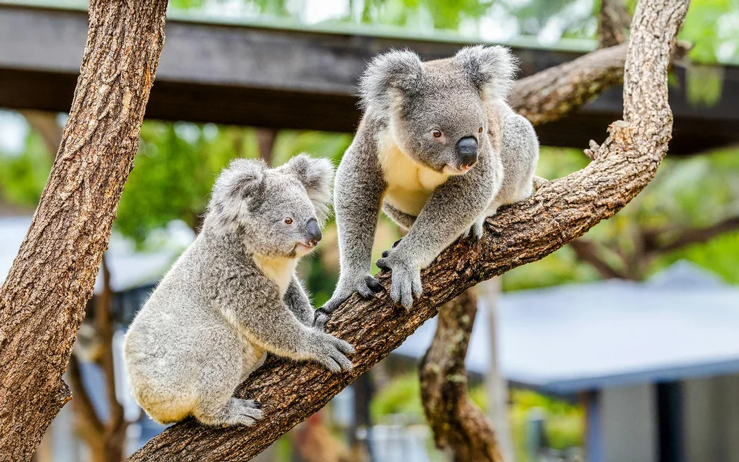 Featherdale Wildlife Park Tickets Image 3