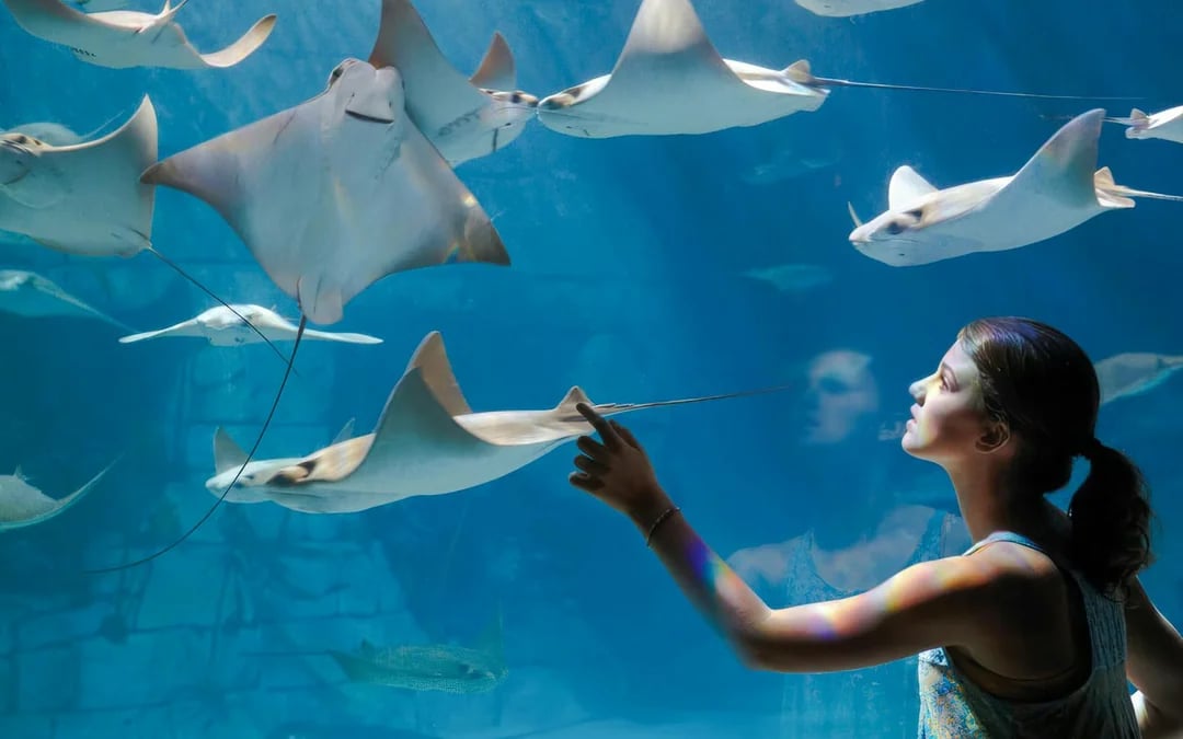 Florida Multi-Day Multi-Park Tickets: SeaWorld, Busch Gardens, Aquatica & Adventure Island Image 2