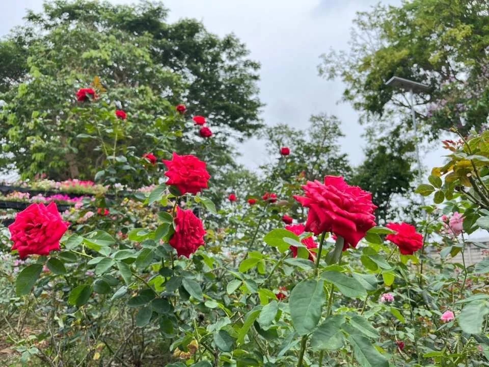 Flower Land Pattaya Admission Ticket | Thailand
