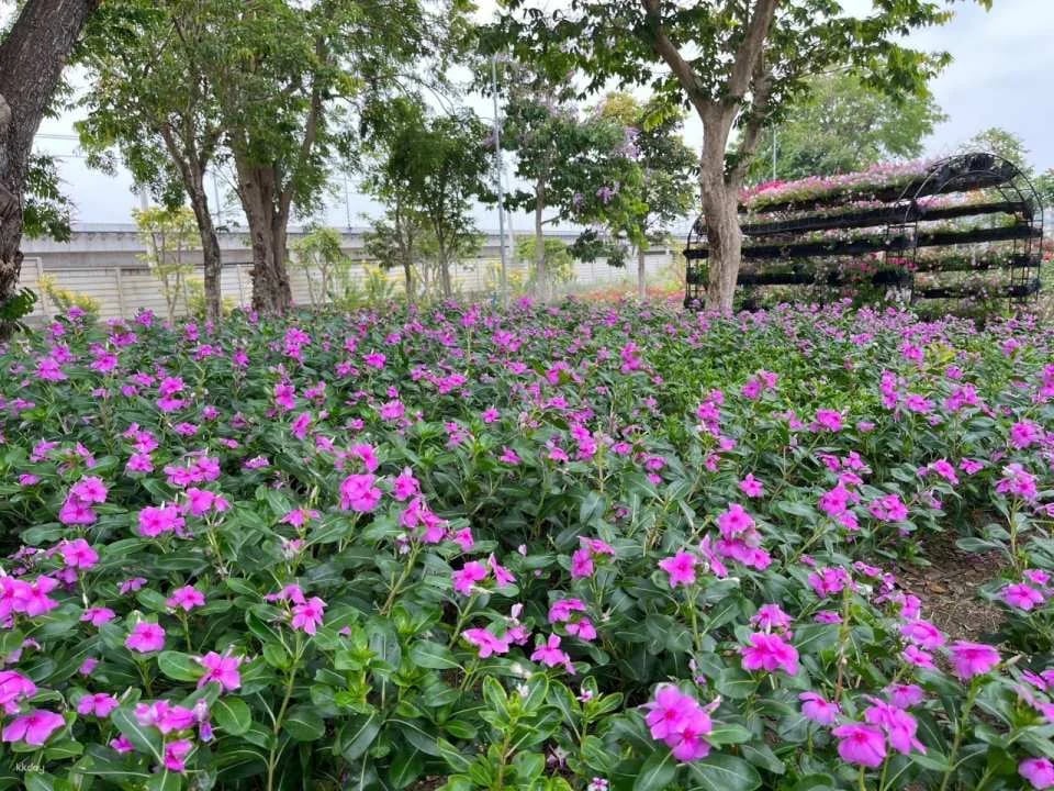 Flower Land Pattaya Admission Ticket | Thailand