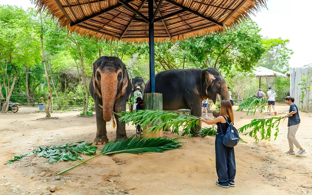Flying Hanuman: 28 Platform Zipline and Elephant Sanctuary Visit 
 Image 4