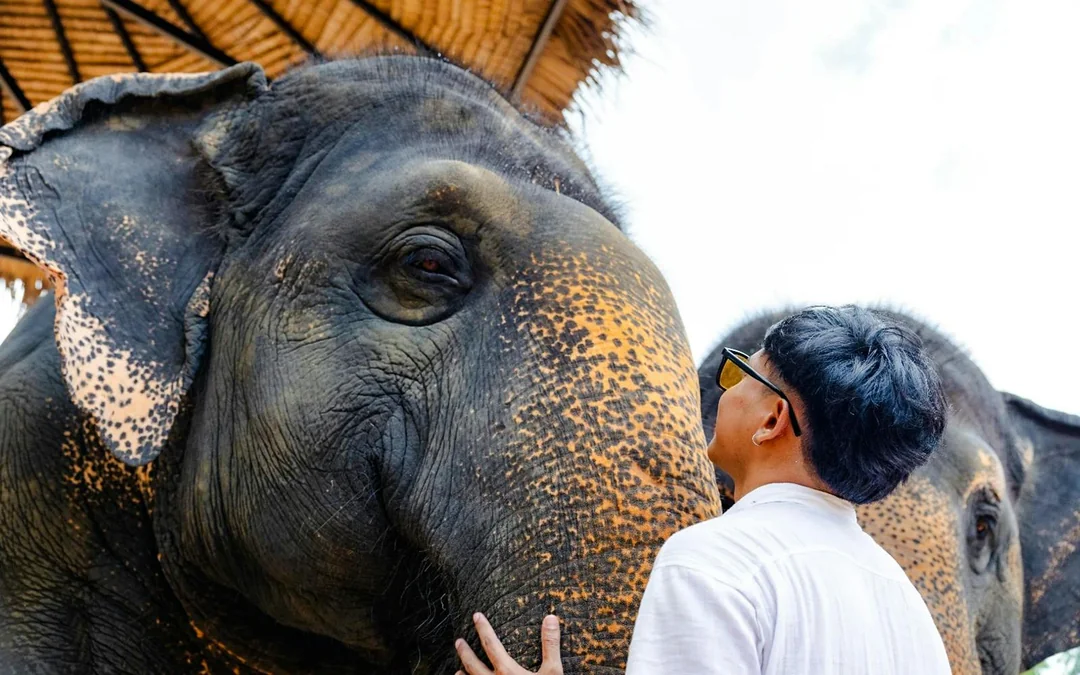 Flying Hanuman: 28 Platform Zipline and Elephant Sanctuary Visit 
 Image 5