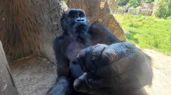 Franklin Park Zoo