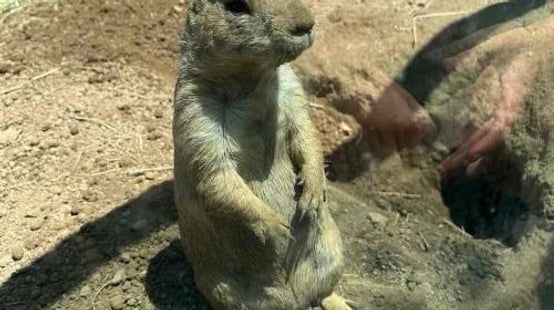 Franklin Park Zoo
