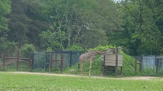 Franklin Park Zoo