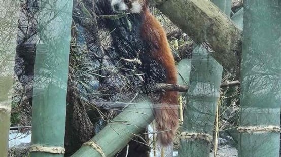 Franklin Park Zoo