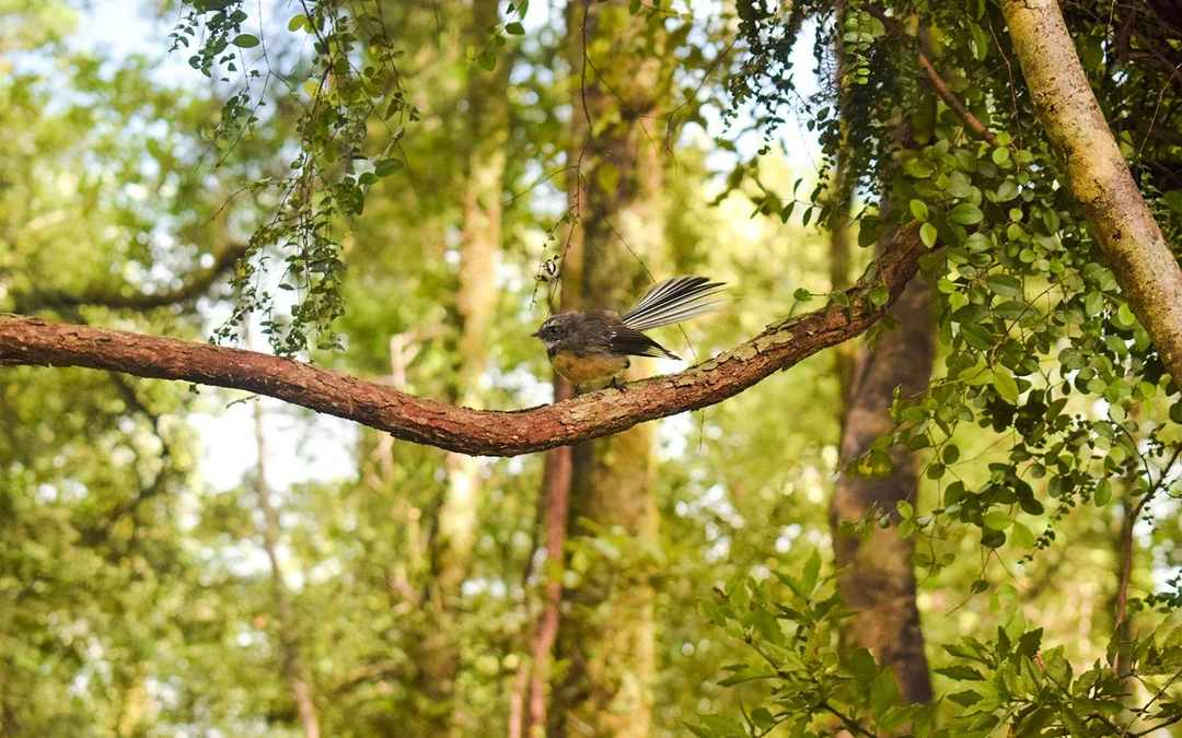 Franz Josef Scenic Cruise & Guided Rainforest Walk Image 3