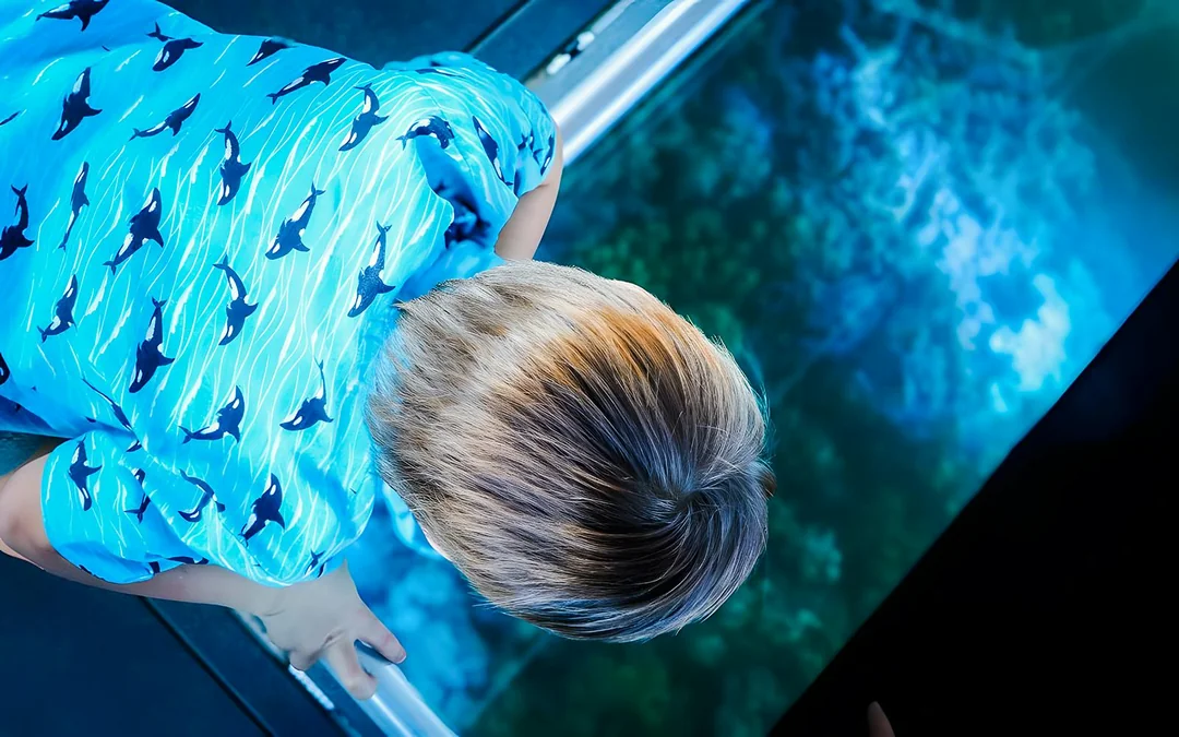 From Airlie Beach: Whitsundays Glass-Bottom Boat Tour Image 4