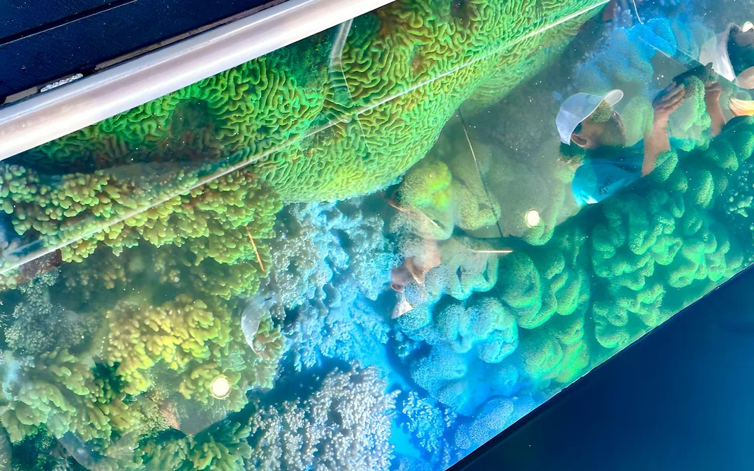 From Airlie Beach: Whitsundays Glass-Bottom Boat Tour Image 5