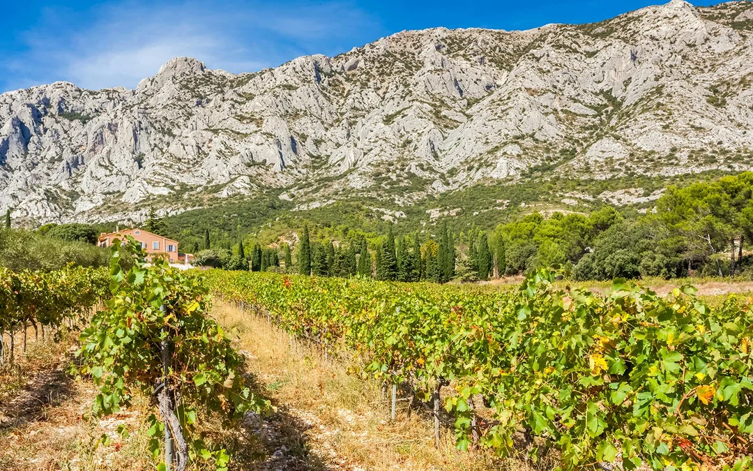 From Aix-En-Provence: Côtes de Provence Wine Tour Image 2