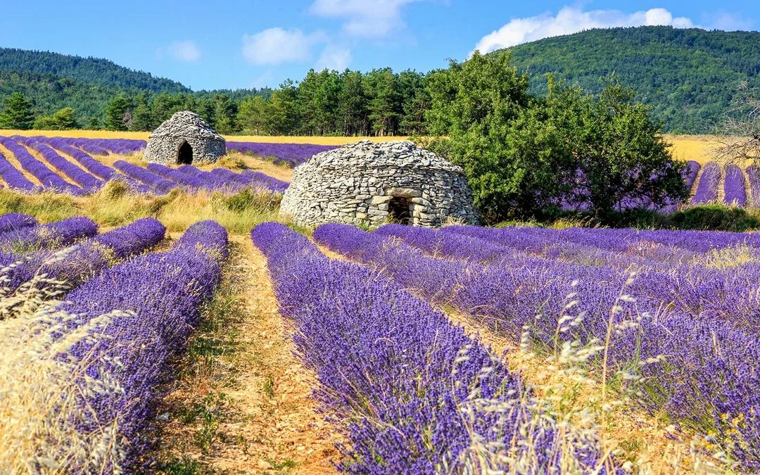 From Aix-En-Provence: Lavender Fields Full-Day Guided Tour Image 2