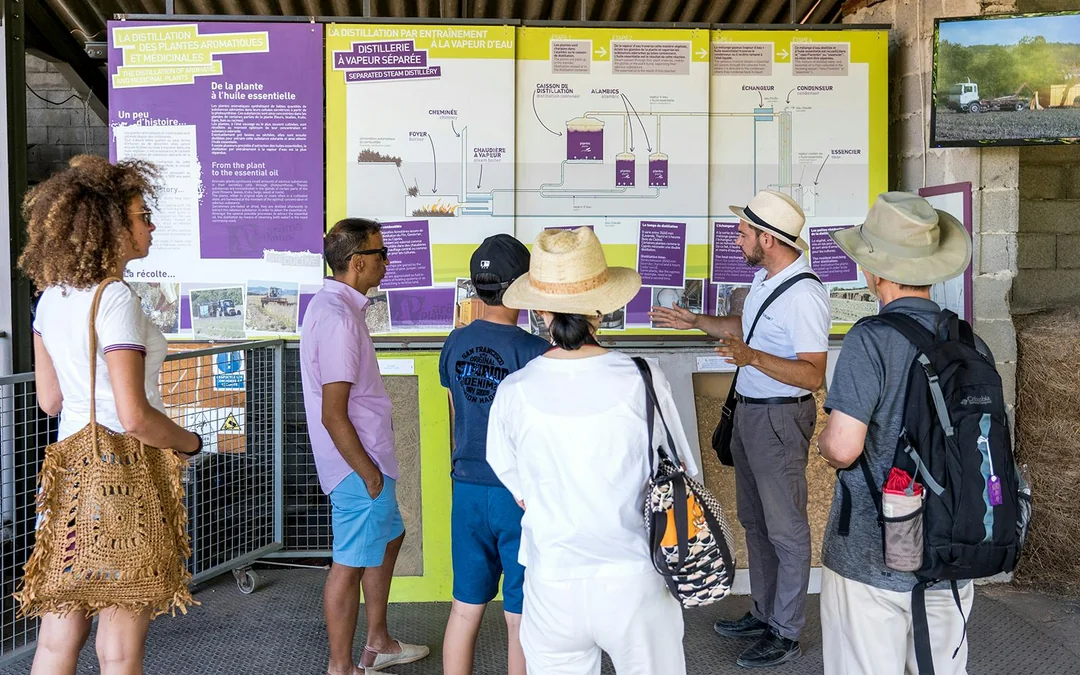 From Aix-En-Provence: Lavender Fields Full-Day Guided Tour Image 5