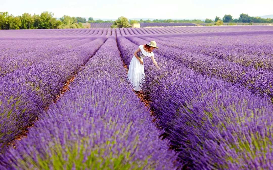 From Aix-En-Provence: Lavender Fields Tour Image 5