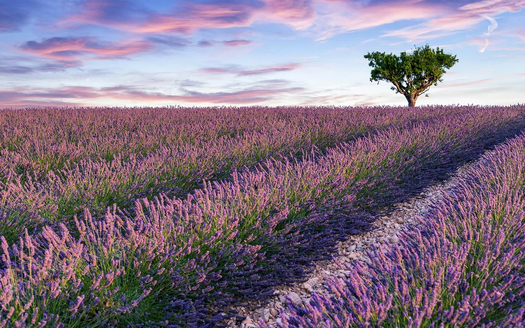 From Aix-En-Provence: Lavender Fields Tour Image 6