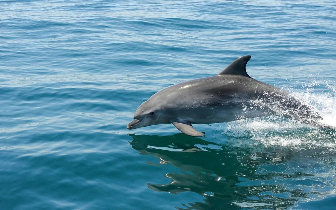 From Albufeira: Benagil Cave Catamaran Cruise & Dolphin Watching Image 7
