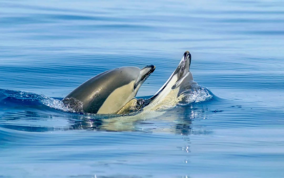 From Albufeira: Benagil Cave Catamaran Cruise & Dolphin Watching Image 8