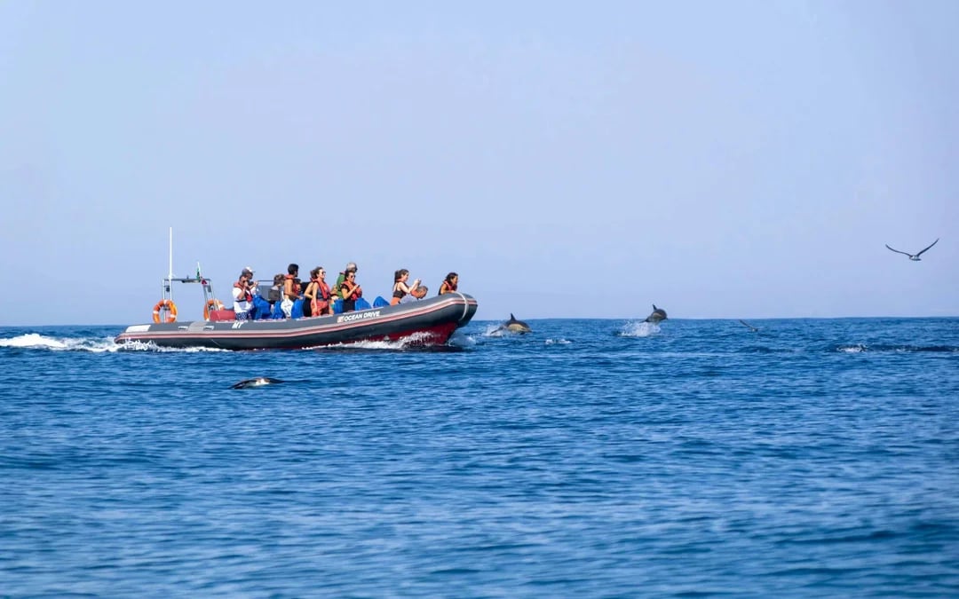 From Albufeira: Benagil Cave Speedboat Tour & Dolphin Watching Image 8