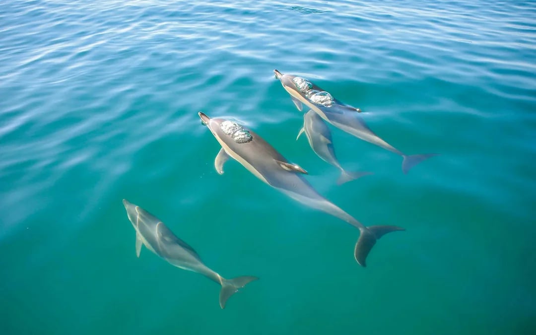 From Albufeira: Benagil Cave Speedboat Tour & Dolphin Watching Image 9