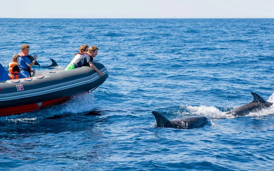 From Albufeira: Benagil Cave Speedboat Tour & Dolphin Watching Image 10