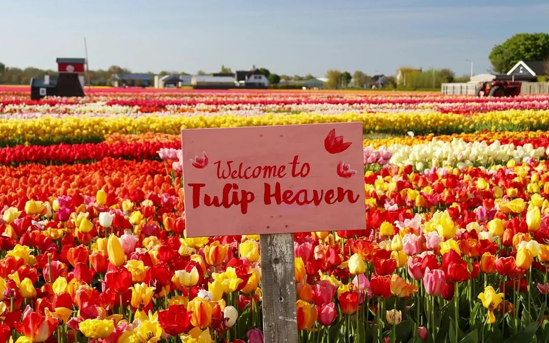 From Amsterdam: Keukenhof & Tulip Farm Full-Day Trip with Windmill Cruise Image 1