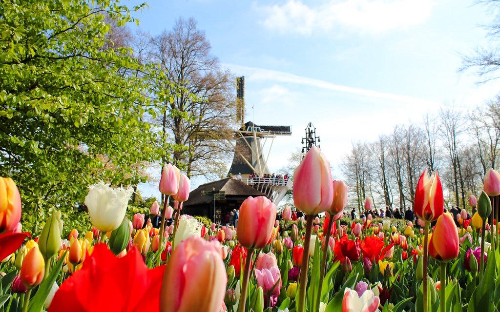 From Amsterdam: Keukenhof & Tulip Farm Full-Day Trip with Windmill Cruise Image 2