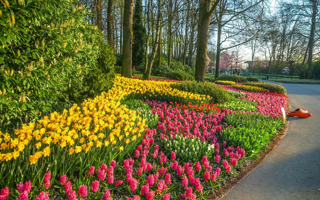 From Amsterdam: Keukenhof & Tulip Farm Full-Day Trip with Windmill Cruise Image 12