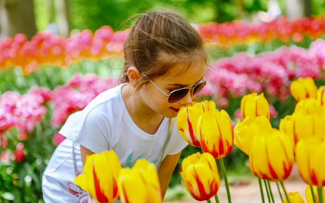 From Amsterdam: Keukenhof & Tulip Farm Full-Day Trip with Windmill Cruise Image 3