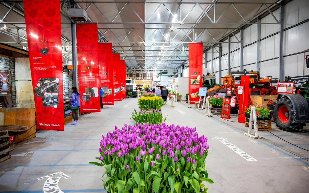 From Amsterdam: Keukenhof & Tulip Farm Full-Day Trip with Windmill Cruise Image 4