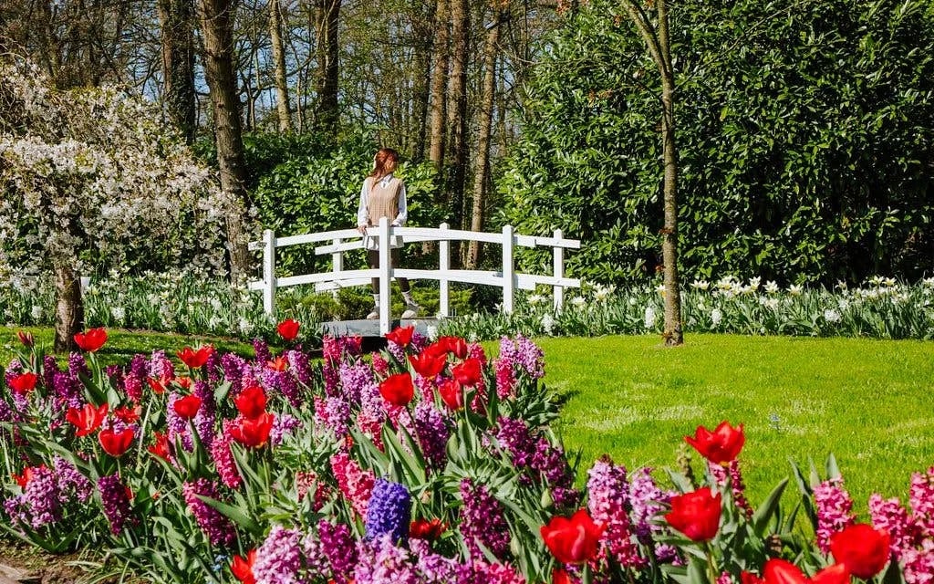 From Amsterdam: Keukenhof & Tulip Farm Full-Day Trip with Windmill Cruise Image 9