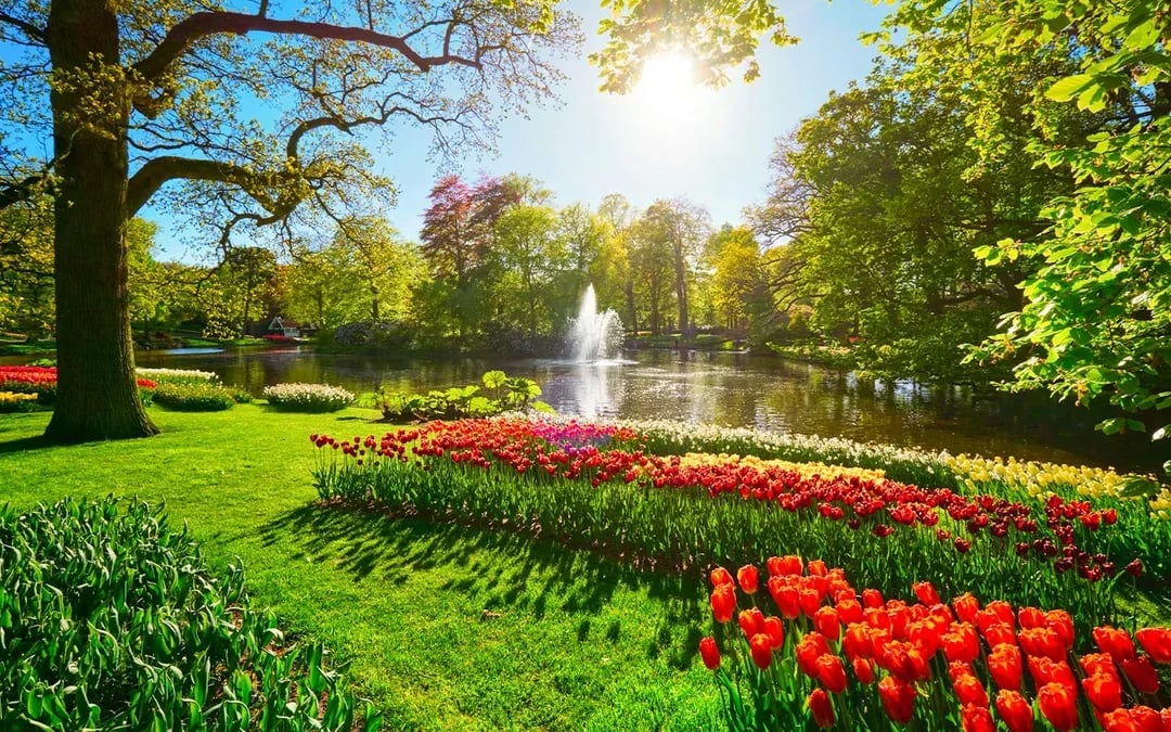 From Amsterdam: Keukenhof & Tulip Farm Full-Day Trip with Windmill Cruise Image 10