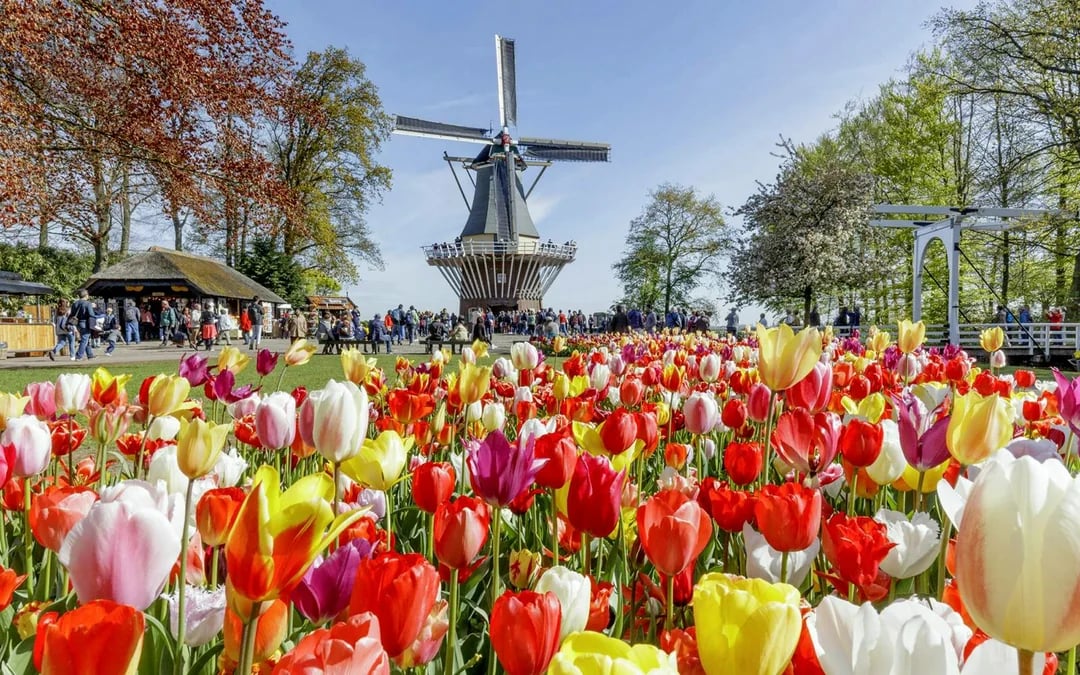 From Amsterdam: Keukenhof Expert Guided Tour with Round-Trip Transfers Image 1