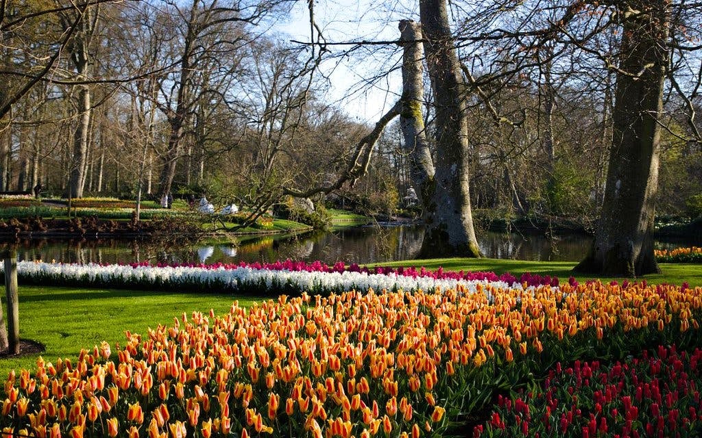 From Amsterdam: Keukenhof Expert Guided Tour with Round-Trip Transfers Image 7