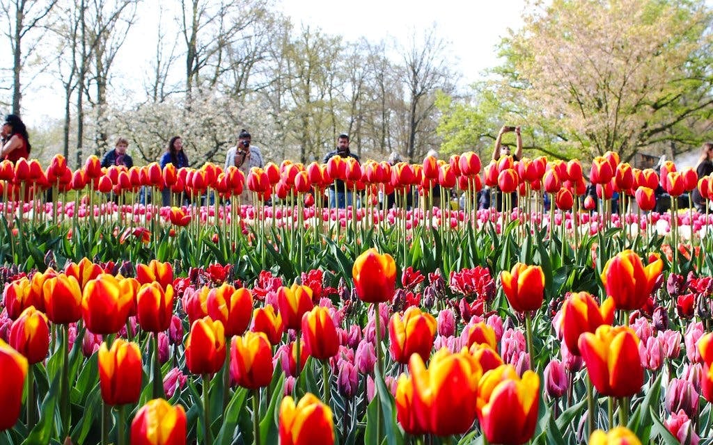 From Amsterdam: Keukenhof Expert Guided Tour with Round-Trip Transfers Image 8