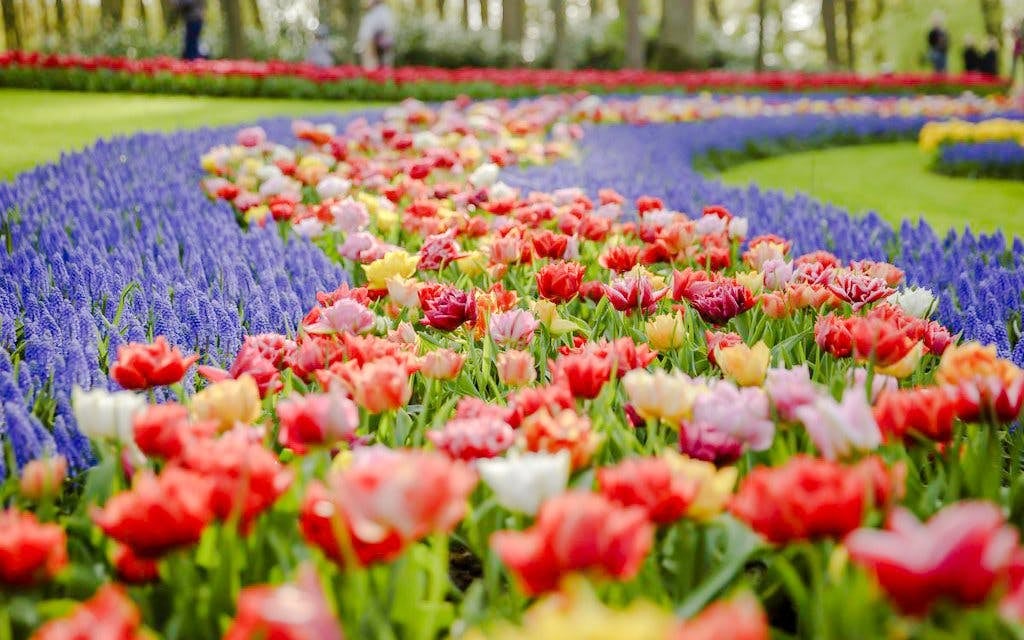 From Amsterdam: Keukenhof Expert Guided Tour with Round-Trip Transfers Image 9