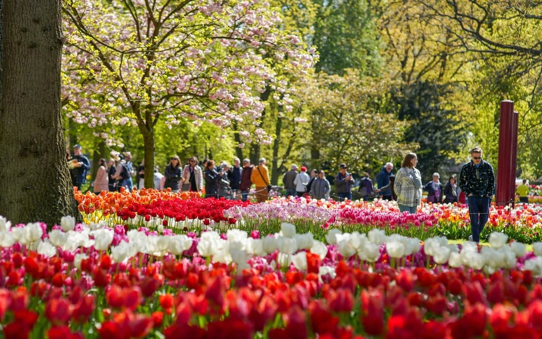 From Amsterdam: Keukenhof Expert Guided Tour with Round-Trip Transfers Image 10