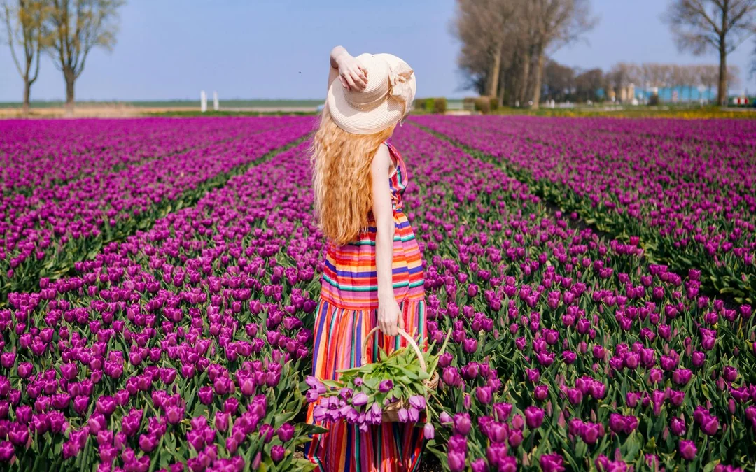 From Amsterdam: Keukenhof Guided Tour with Flower Parade Access Image 4