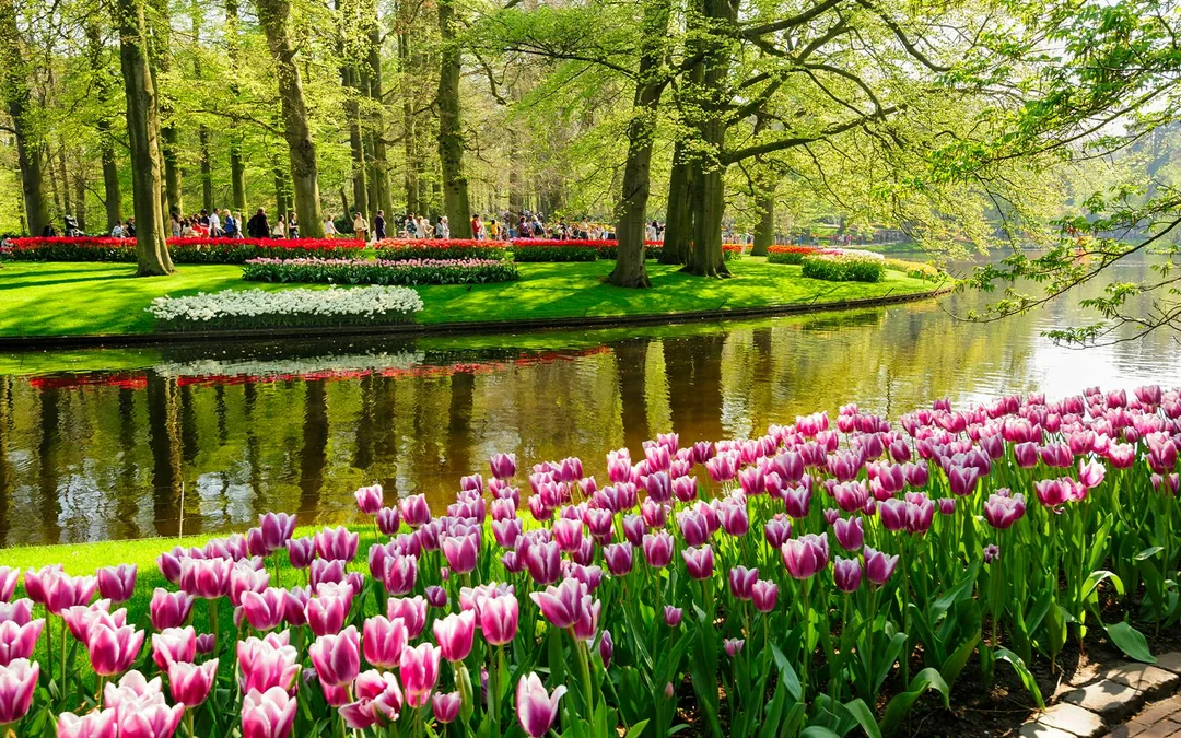From Amsterdam: Keukenhof Guided Tour with Flower Parade Access Image 5