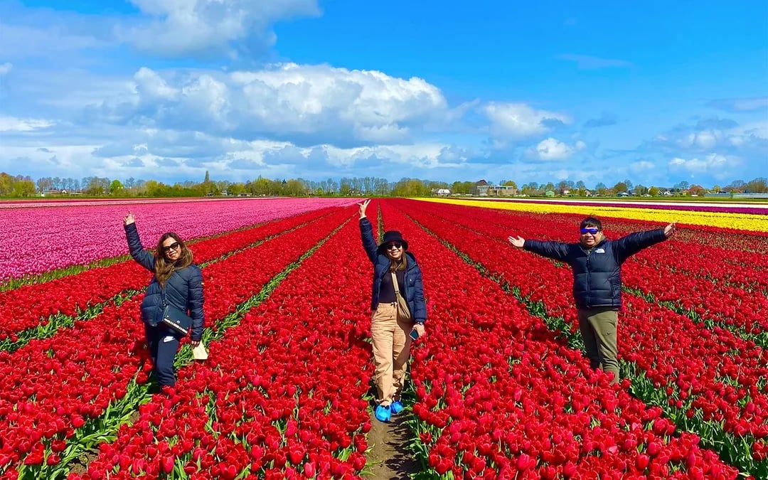 From Amsterdam: Small-Group Tulip Fields Tour with Lunch Image 1
