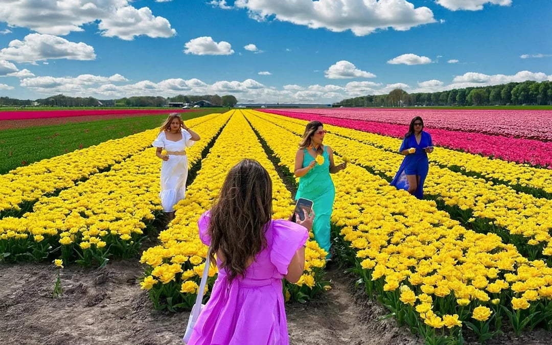 From Amsterdam: Small-Group Tulip Fields Tour with Lunch Image 2