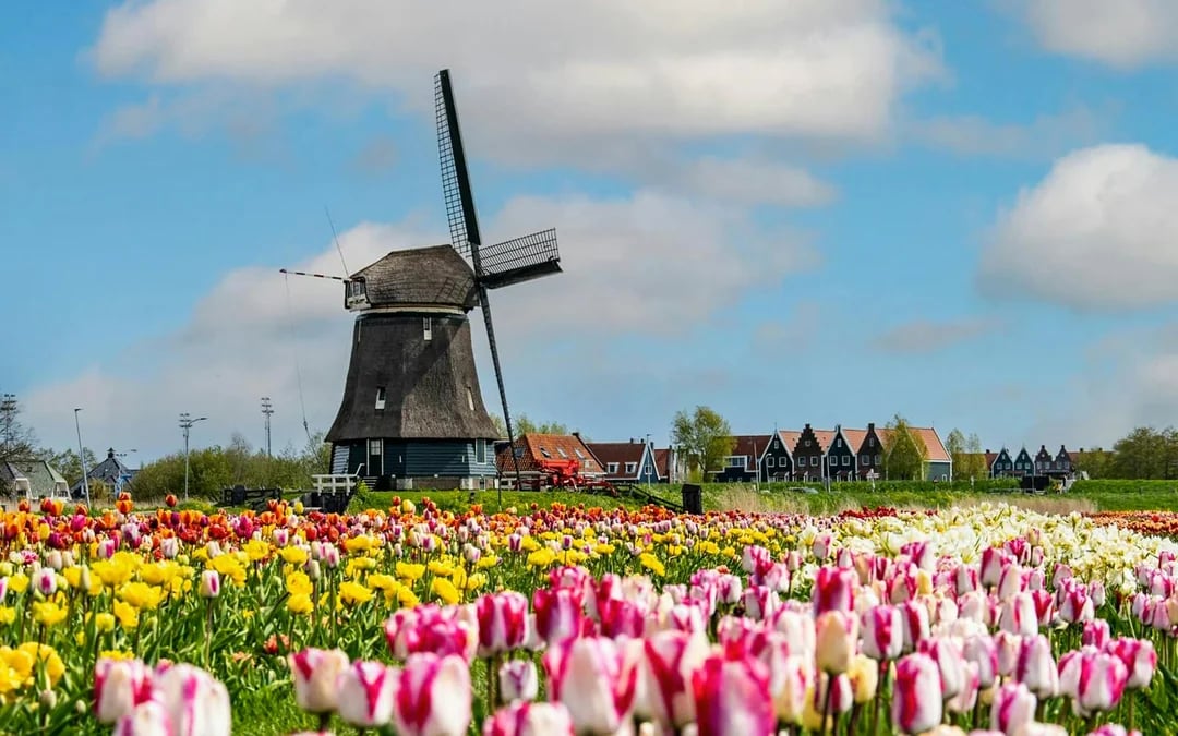 From Amsterdam: Small-Group Tulip Fields Tour with Lunch Image 3