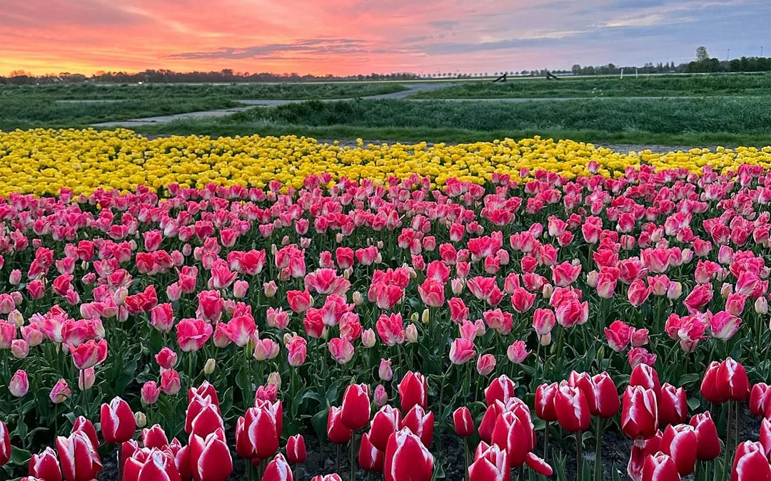 From Amsterdam: Small-Group Tulip Fields Tour with Lunch Image 7