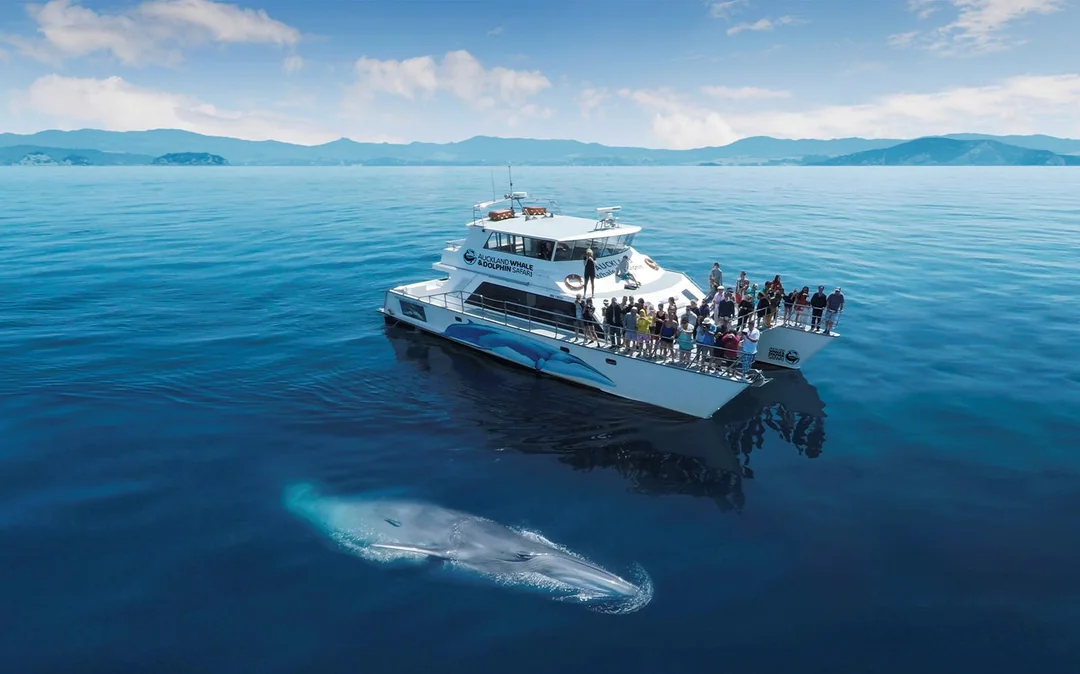 From Auckland: Half-Day Whale & Dolphin Safari Cruise Image 1
