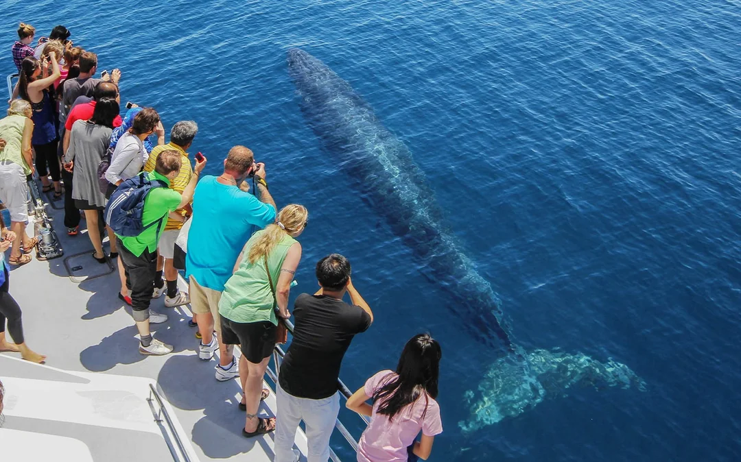 From Auckland: Half-Day Whale & Dolphin Safari Cruise Image 2