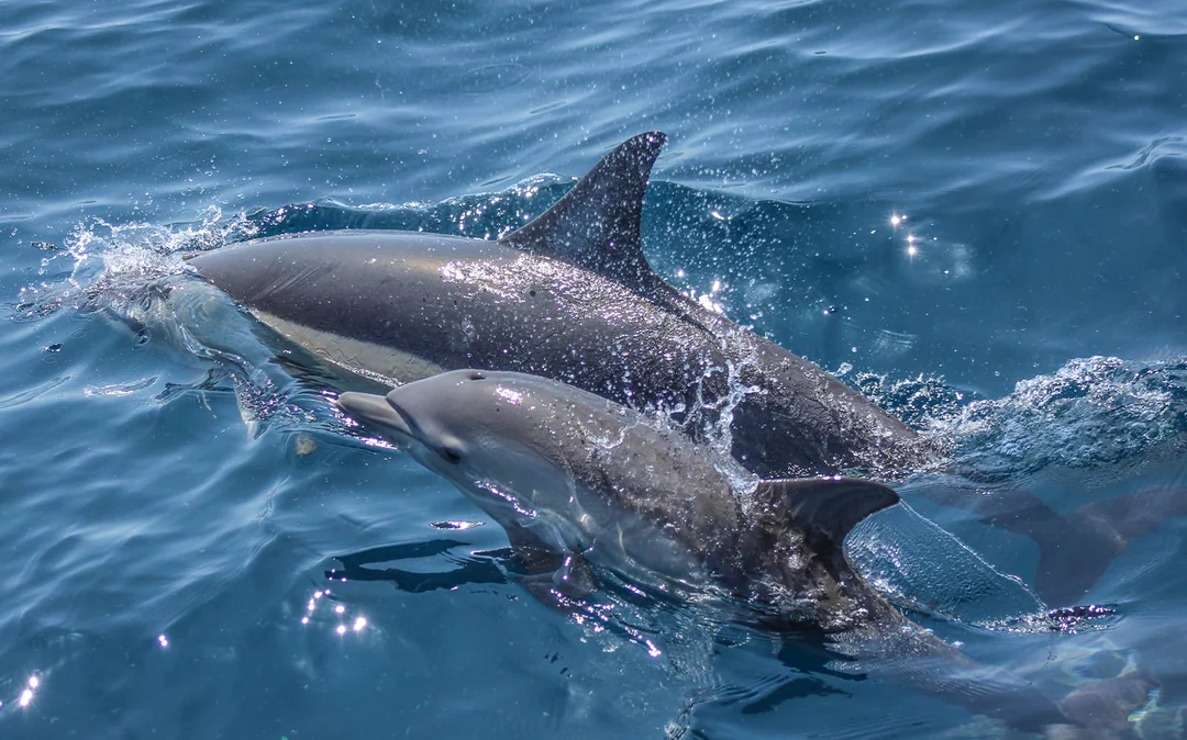 From Auckland: Half-Day Whale & Dolphin Safari Cruise Image 11