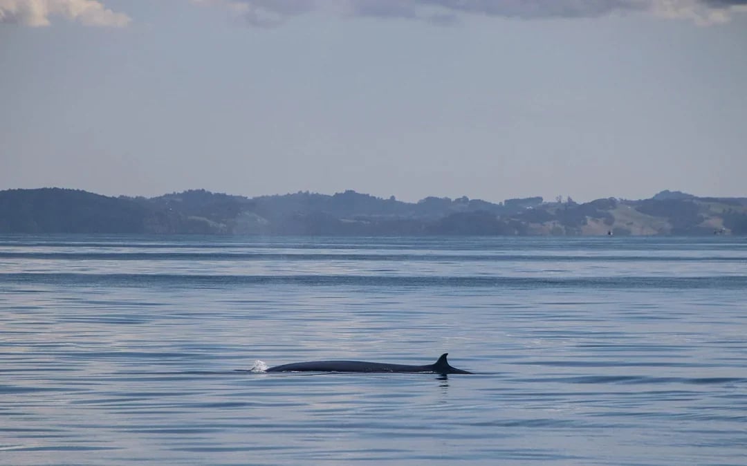 From Auckland: Half-Day Whale & Dolphin Safari Cruise  Image 3